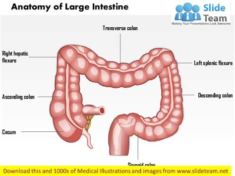 Anatomy of large intestine medical images for power point