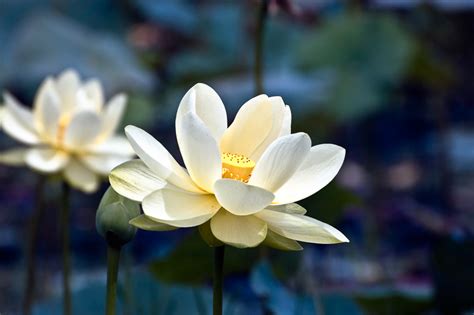 Interesting Nature Facts 7 American Lotus RichLeighton