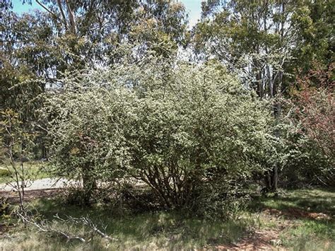 Cotoneaster Pannosus