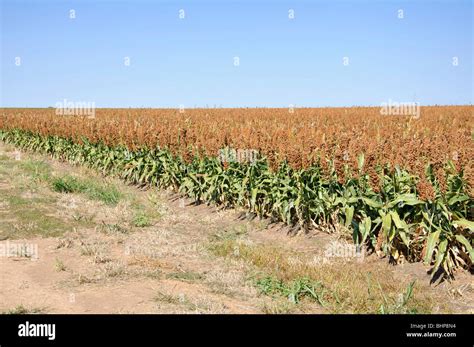 Sorghum field on Texas high plains Stock Photo - Alamy