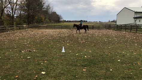 Wdaa Western Dressage Online World Championship Show Youtube