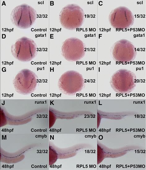 RPL5 Is Required For Both Primitive Hematopoiesis And Definitive