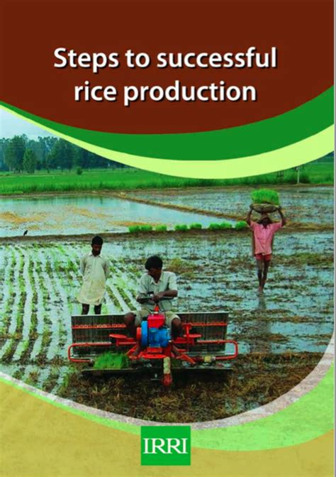 Steps To Successful Rice Production Ccardesa