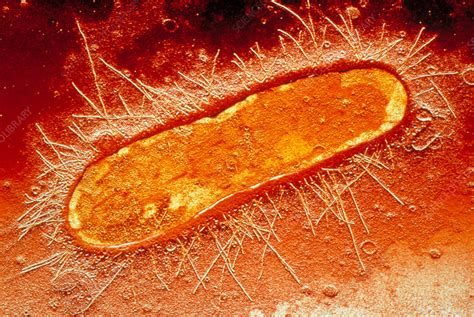 E Coli Bacterium Stock Image B Science Photo Library