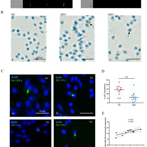 Proportions Of P Cells In Semen Proportion Of Spermatozoa A And