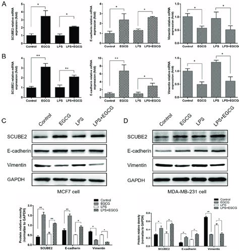 Effects Of Egcg On The Expression Of Scube E Cadherin And Vimentin