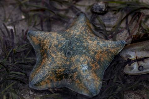 New Zealand Common Cushion Star From Tasman Nz Ne Nz On February