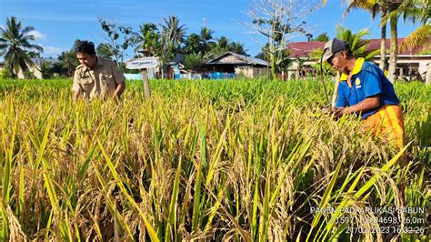 Masuk Panen Raya Maret April Produksi Beras Melimpah Capai 8 46 Juta Ton