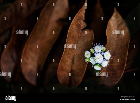 microscopic view water  res stock photography  images alamy