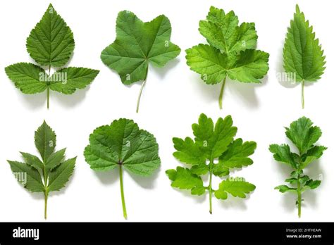 Set, collection of green leaves of different plants isolated on white ...