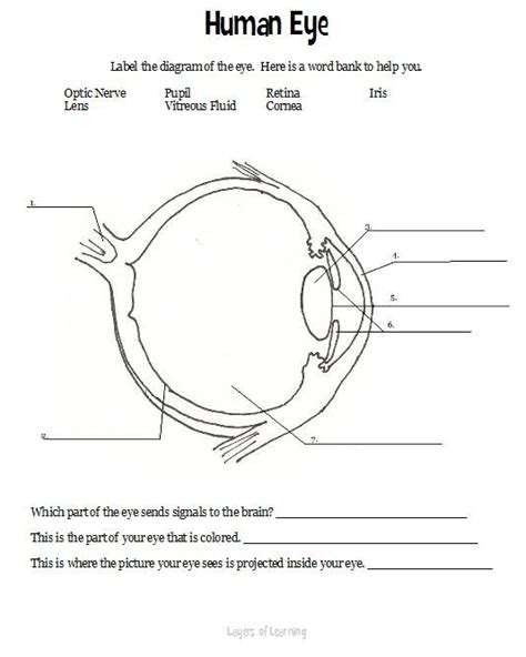 Eye Anatomy Worksheet