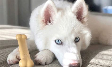 Why Nylabone | Nylabone