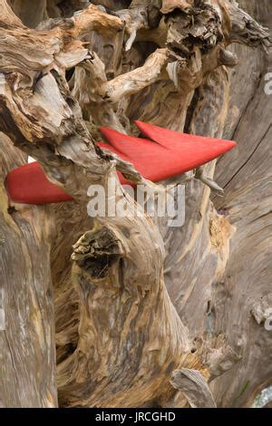 Sculpture Root Ball Nasomah Memorial Bandon Oregon Stock Photo Alamy