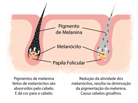 Cabelos Grisalhos Raiz Latina