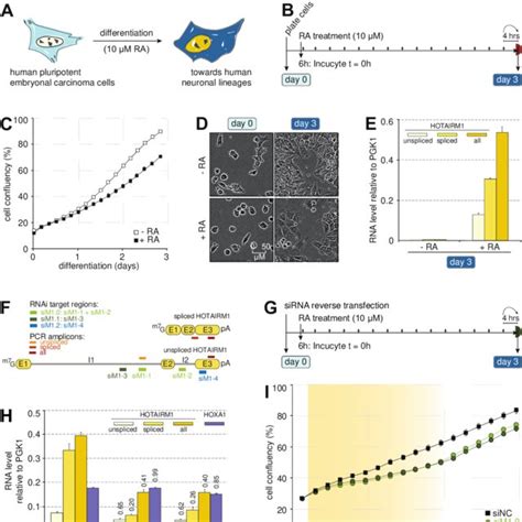 Depleting Hotairm1 Hampers Cell Proliferation During Neuronal