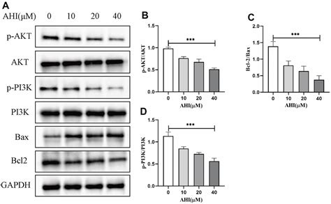 Anhydroicaritin Suppresses Tumor Progression Via The Pi K Akt Signaling