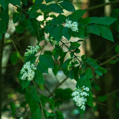 Fotos Cercanas De Populus Tomentosa En Fotografía Vegetal Fondos China