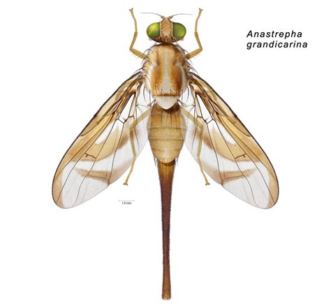 Anastrepha Grandicarina Norrbom And Korytkowski