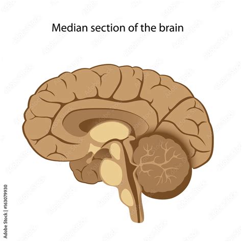 Human Brain Anatomy Median Section Unlabeled Stock Illustration