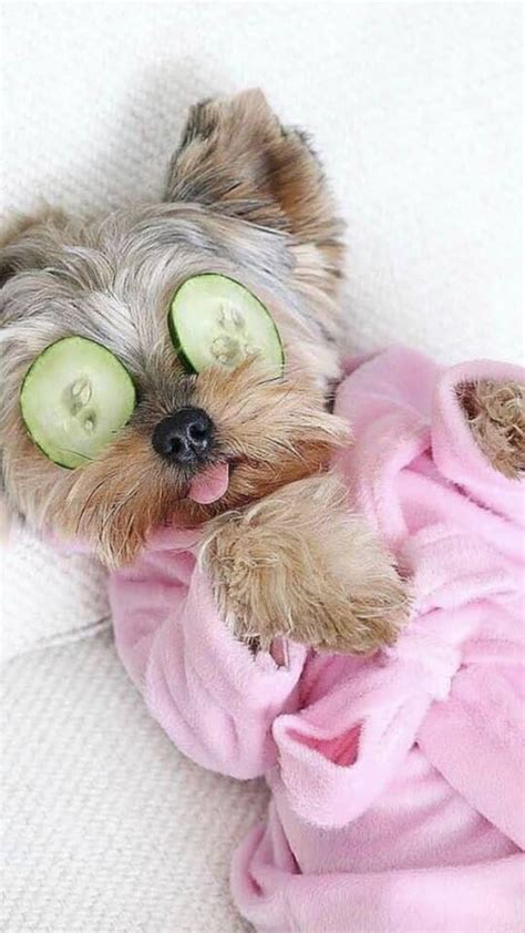 15 of the Funniest Yorkie Pics That Were Taken at the Perfect Time ...