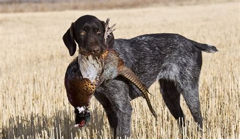 German Wirehaired Pointer Profile Find Paw Pal