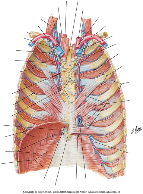 Tri Gross Anatomy Internal Thorax Diagram Quizlet