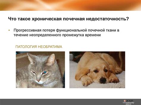 Почечная недостаточность - презентация онлайн