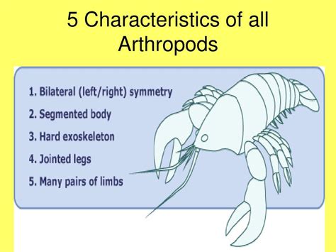 Three Characteristics All Arthropods Share