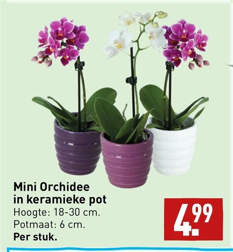 Mini Orchidee In Keramieke Pot Aanbieding Bij ALDI