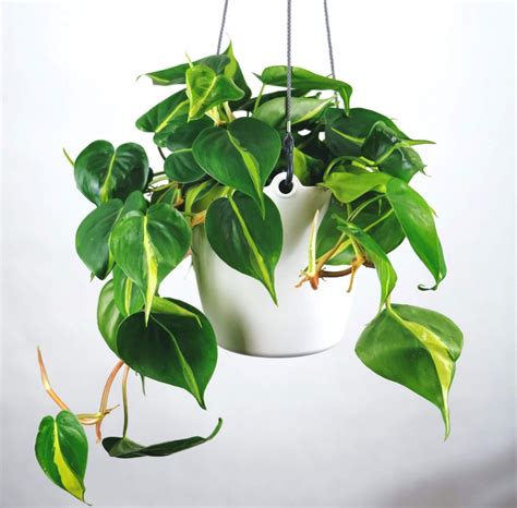 Philodendron Hederaceum Toxic To Cats Theron Gillis