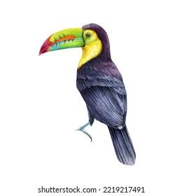 Toucan Bird Watercolor Illustration Hand Drawn Stock Illustration ...