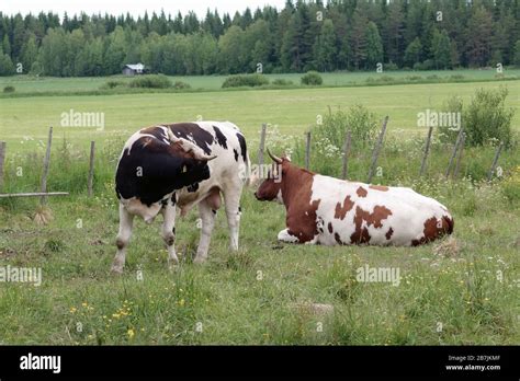 Finland Livestock Hi Res Stock Photography And Images Alamy