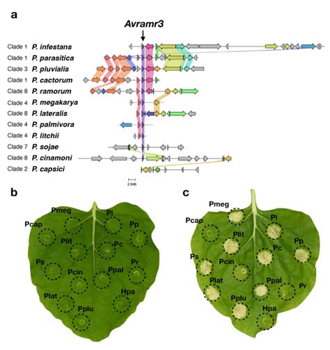 Avramr3 Is A Conserved Effector Among Different Phytophthora Species 162 Download Scientific