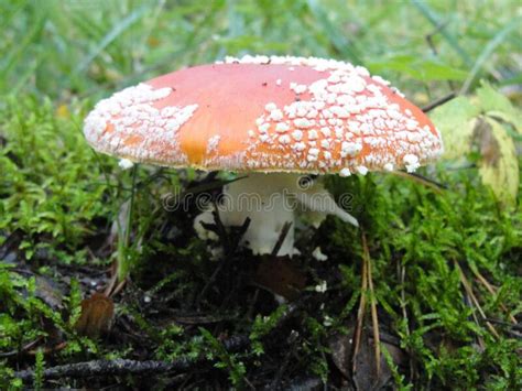 Autumn Northern Forest Mushroom Orange Red Fly Agaric Fly Agaric And