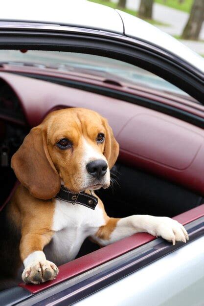 Premium Photo | Funny cute dog in car