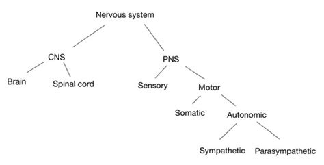 Chapter 2 Biopsychology Flashcards Quizlet