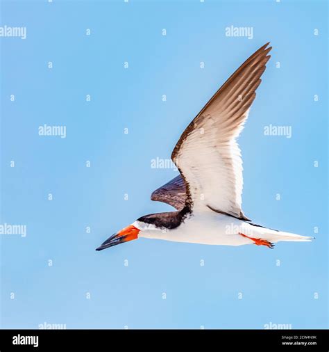 Black skimmer flying Stock Photo - Alamy