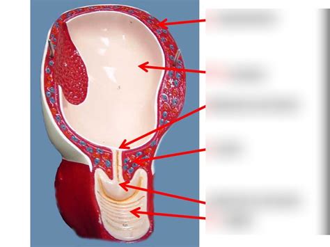 Pregnant Uterus Diagram Quizlet