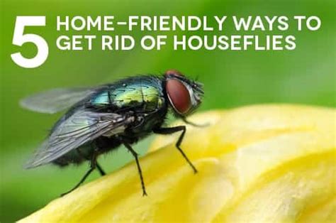 How To Get Rid Of Flies Safely And Naturally The Maids