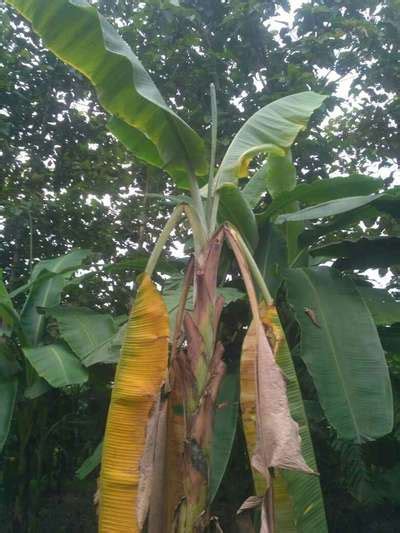 কলা গাছের এটা কি রোগ এর প্রতিকার কি ঔষধ কোথায় প্রয়গ করতে হবে