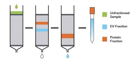 Exosome Isolation And Detection