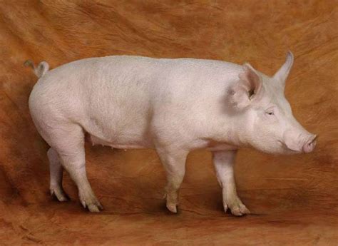 Beautiful Pigs Pig Farming Pig Pig Breeds