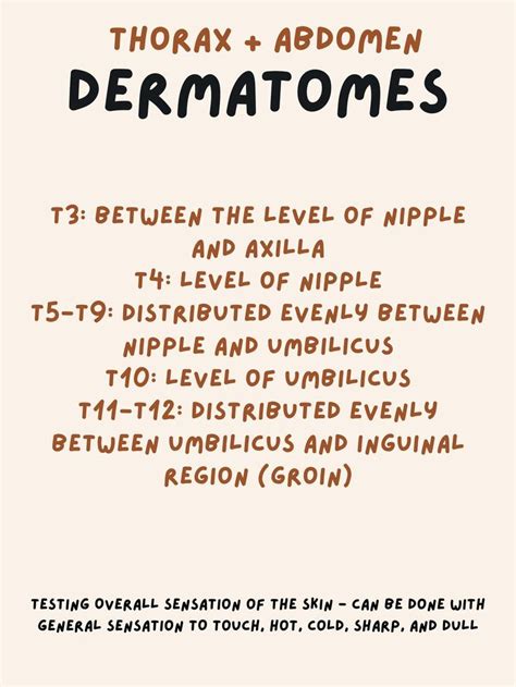 Thorax Abdomen Dermatome Testing Thorax Abdomen Thoracic Hot Sex Picture