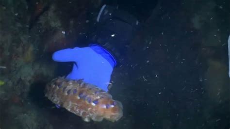 Eulagisca Gigantea Youtube