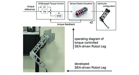 Developed Series Elastic Actuator Driven Biarticular Robot Leg