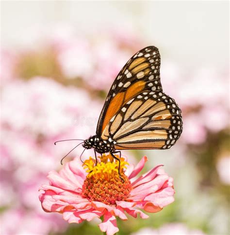 Borboleta De Monarca Que Alimenta Em Uma Flor Cor De Rosa Do Zinnia