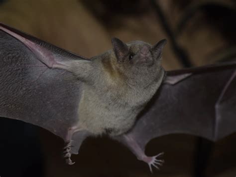 Scientists Confirm Endangered Bats Are Migrating in Arizona for the