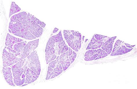 Submaxillary Gland Photograph By Jose Calvo Science Photo Library