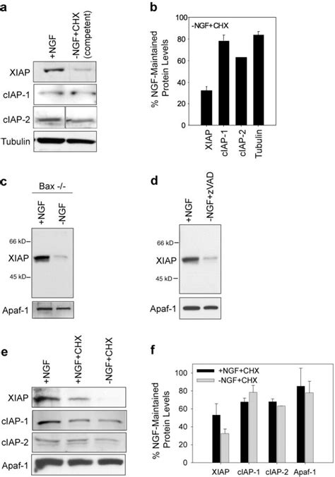 Xiap Protein Levels Are Reduced When Sympathetic Neurons Develop