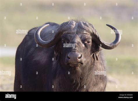 Buffalo Head Hi Res Stock Photography And Images Alamy